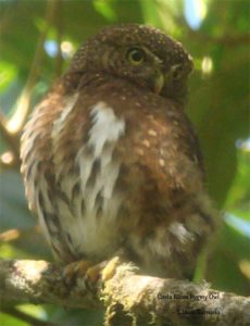 164Costa Rican Pygmy Owl 3