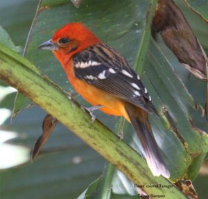 169Flame colored tanager