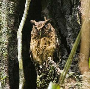 Tawny-bellied-Screech_owl