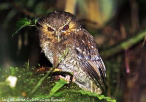 LONg whislered owlet